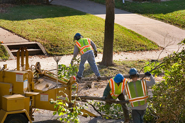 The Steps Involved in Our Tree Care Process in Oglethorpe, GA